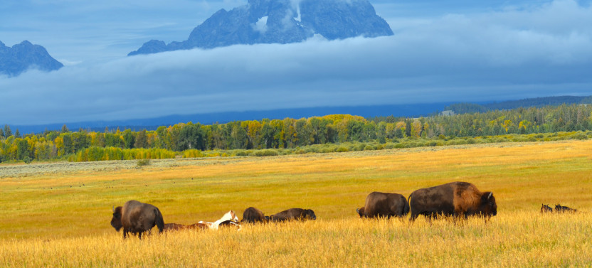 Private Grand Teton National Park Sunrise Scenic Wildlife Tour