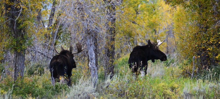 Private Grand Teton National Park Sunset Scenic Wildlife Tour