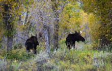 Teton Tour Guides2