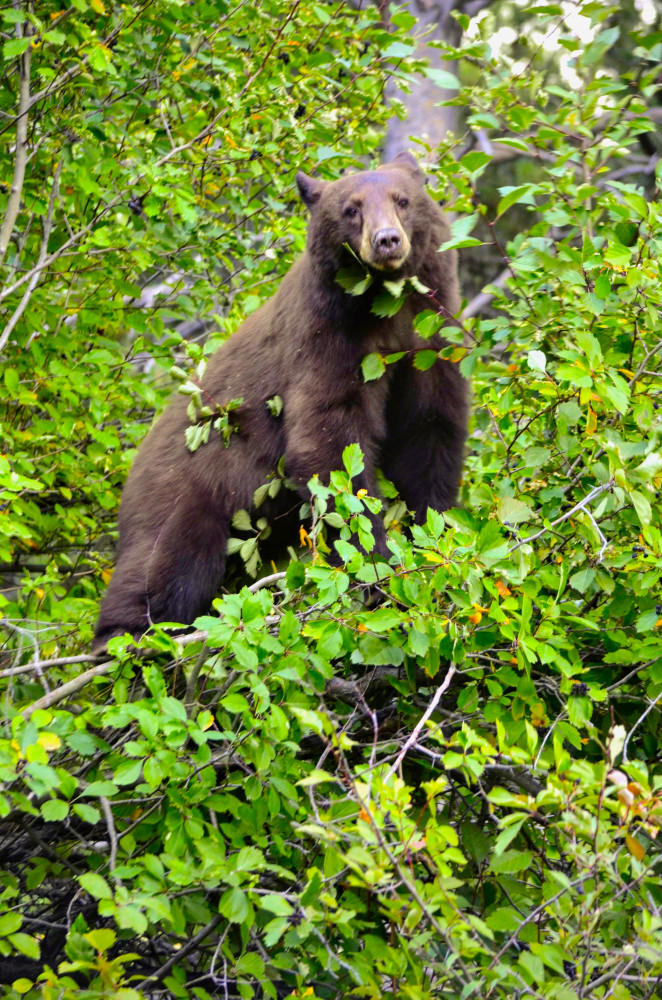 Teton Tour Guides