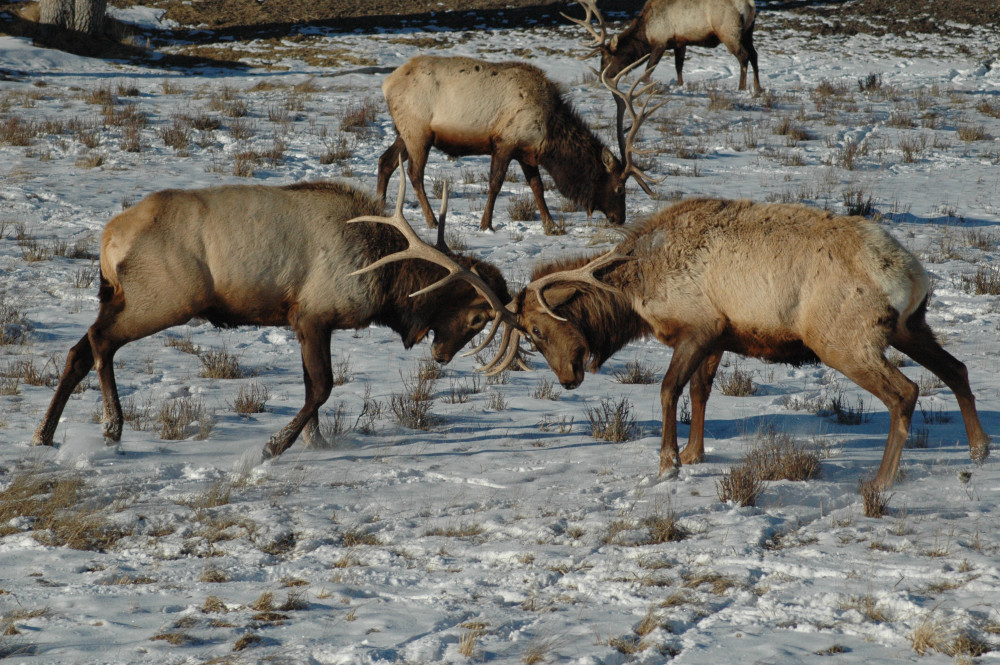 Teton Tour Guides
