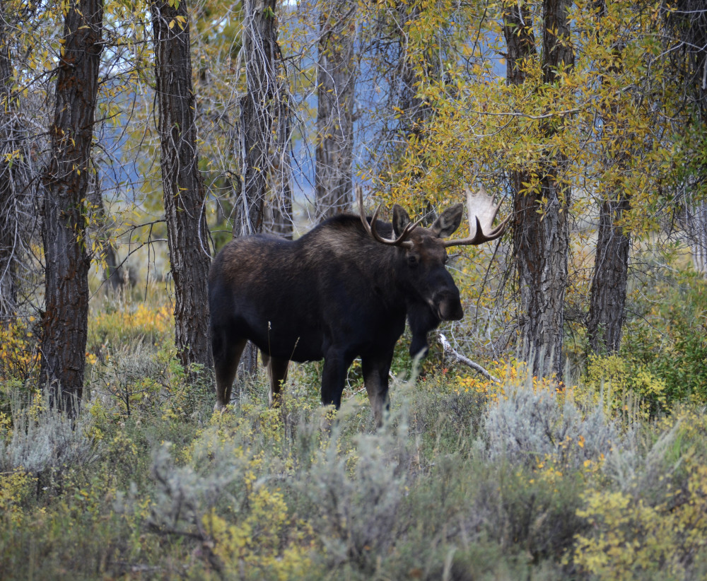 Teton Tour Guides