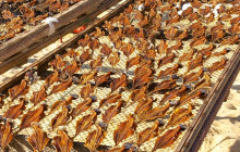 Azimuthfuture unipessoal12