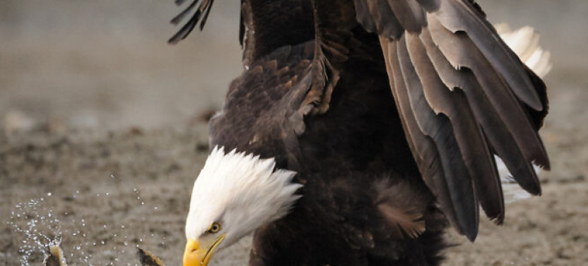 Haines Wildlife Safari (from Skagway)