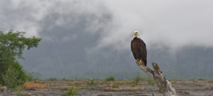 Haines Wildlife Safari (from Skagway)