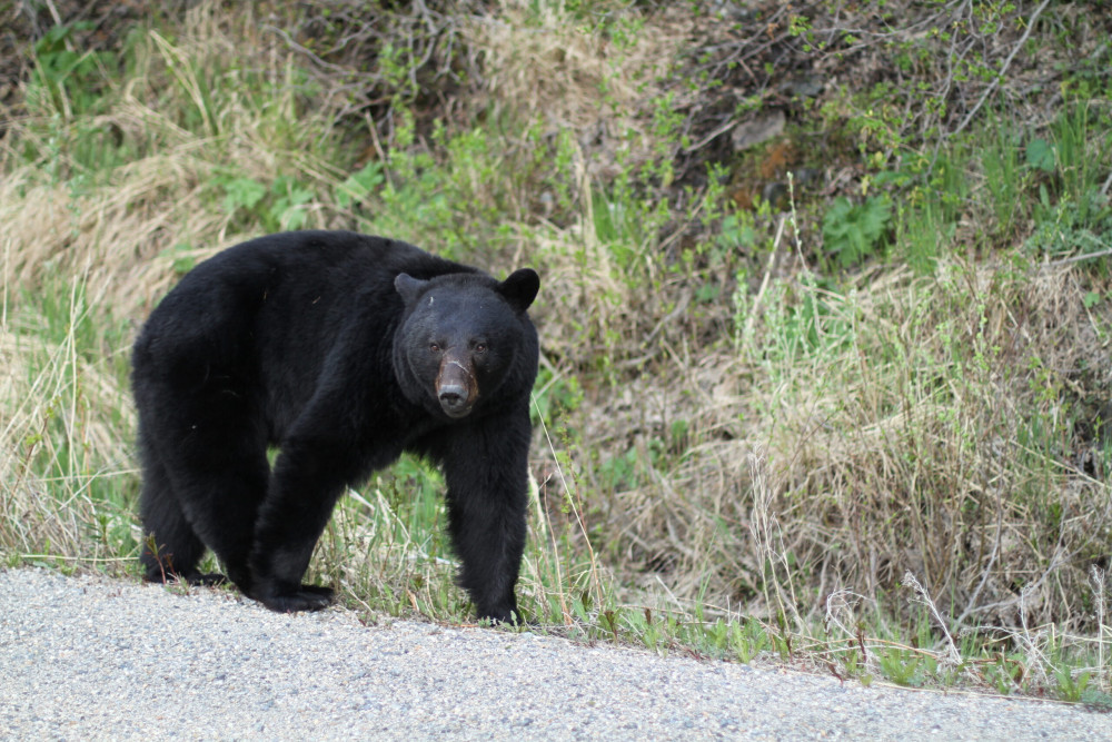 Alaska Mountain Guides Adventures