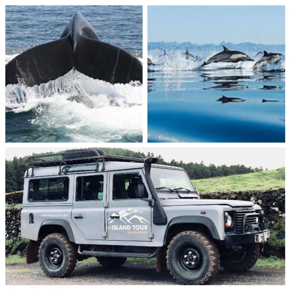 Small Group: Whale Watching + Jeep Tour