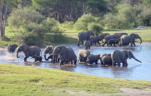 Small Group: Chobe Overnight Safari