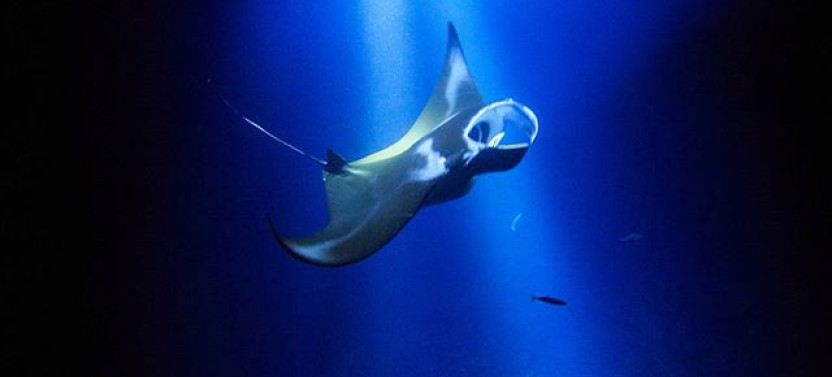 Honokohau Manta Ray Night Snorkel