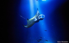 Snorkel Big Island3