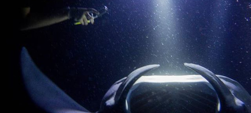 Honokohau Manta Ray Night Snorkel