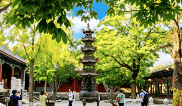 A picture of 2-Day Bullet Train Trip to Longmen Grottoes and Shaolin Temple from Beijing