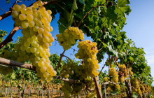 Authentic Italy Adventures srl3