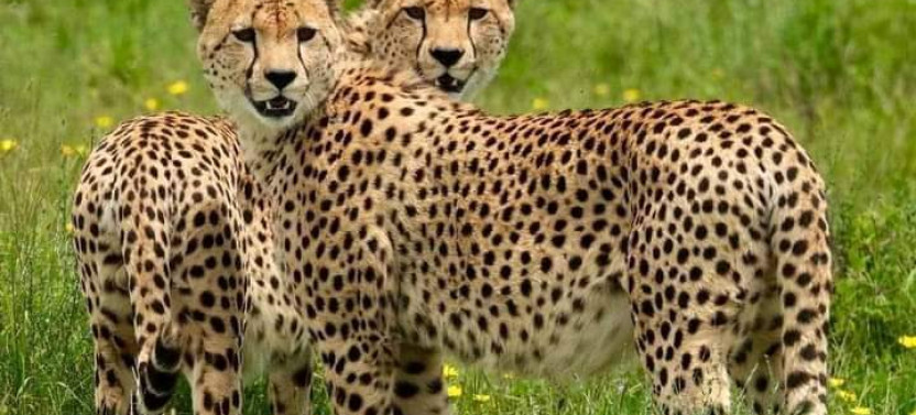 3 Days Maasai Mara Group Safari from Nairobi – All-Inclusive