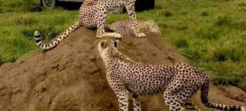 3 Days Maasai Mara Group Safari from Nairobi – All-Inclusive