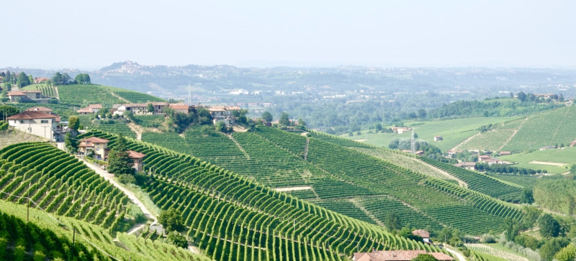 Small-Group Barolo Wine Tasting & Alba Visit from Milan