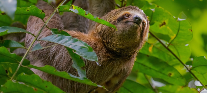 Manuel Antonio National Park: Guided Wildlife & Beach Time with Tickets