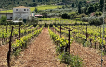 Athena Private Tours10