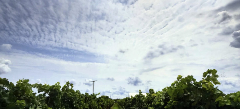 Niagara Wine Country Saturday Lunch Tour With Tastings at 4 Wineries