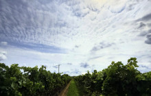 Cellar Door Wine Experience3
