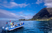Iruka Hawaii Dolphin - O'ahu3