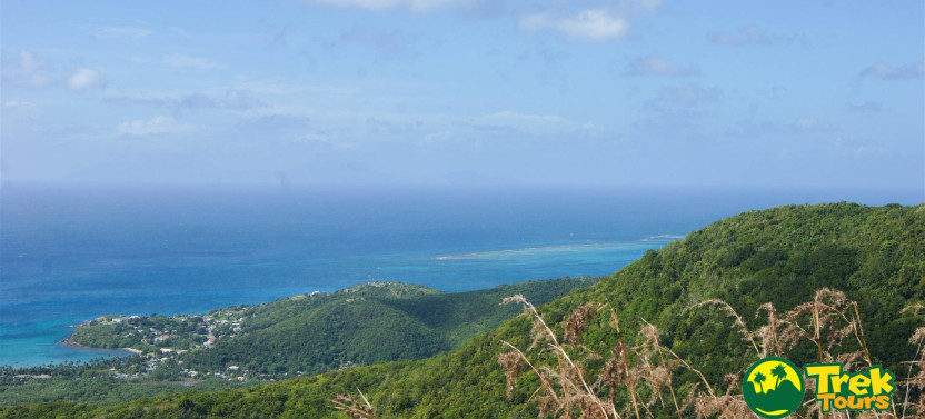 Guided Rainforest Hike up Signal Hill