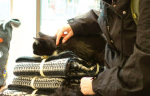 Your Friend in Reykjavik5