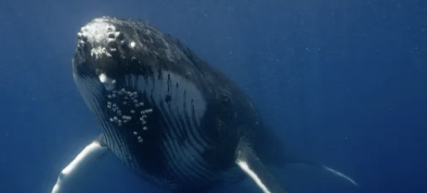 Private Moorea Whale Watching Full Day