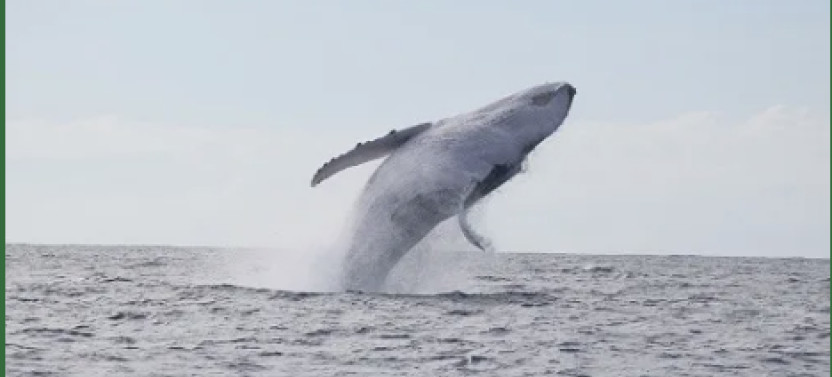Small Group Moorea Whale Watching Tour With Optional Swimming