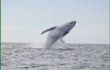 Mana Moorea Tours3