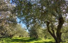 Avalon Travel Services6