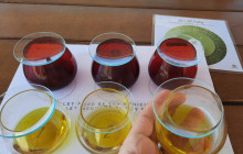 Avalon Travel Services7