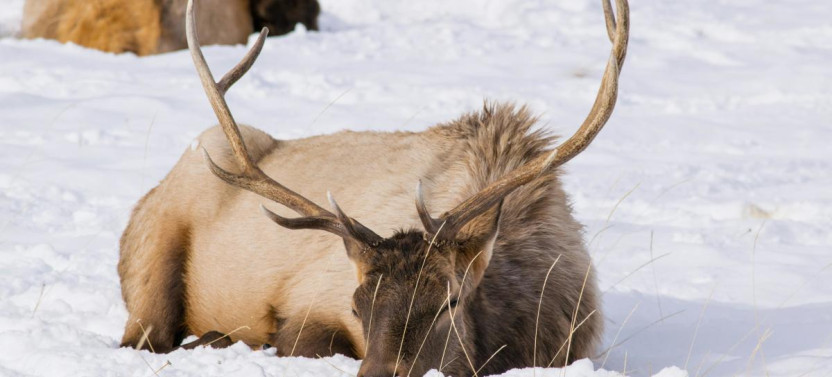 6-Day Snowmobile Adventure: Explore Jackson Hole & Yellowstone