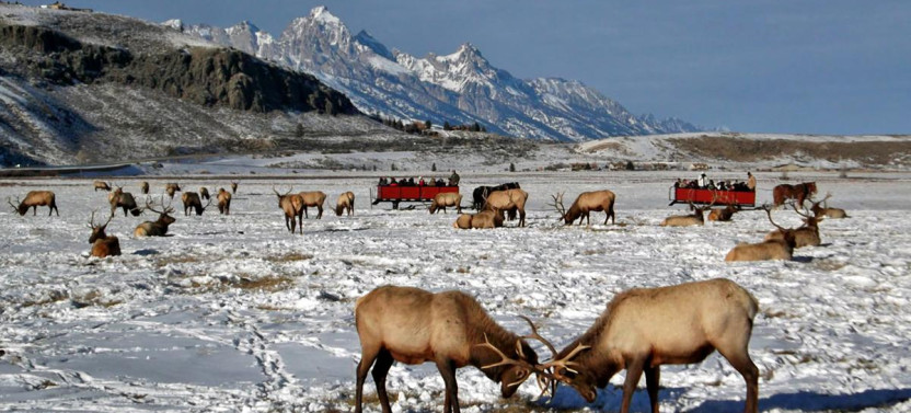 6-Day Snowmobile Adventure: Explore Jackson Hole & Yellowstone