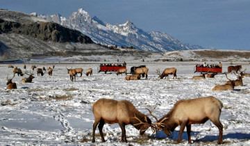 A picture of 6-Day Snowmobile Adventure: Explore Jackson Hole & Yellowstone