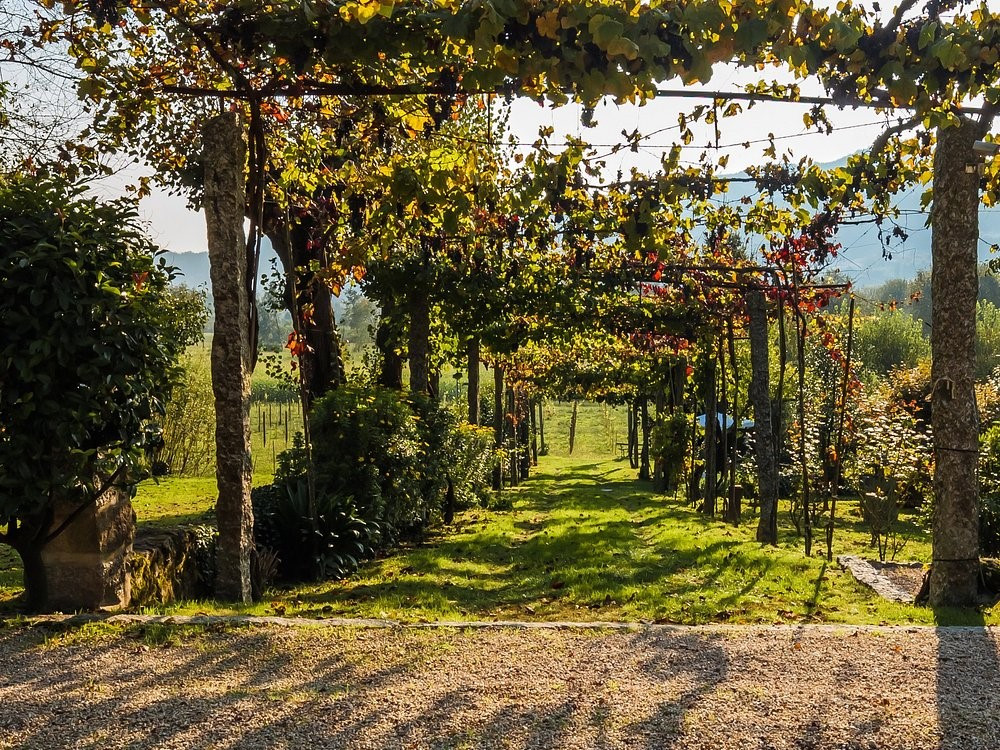 Private Tour - The Vinho Verde Experience