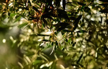 Avalon Travel Services8