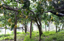 KayakinAmalfi, Amalfi Kayak Guided Tours6