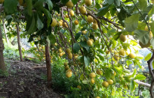KayakinAmalfi, Amalfi Kayak Guided Tours10
