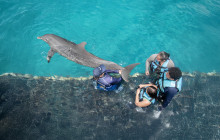 Dolphin Discovery4