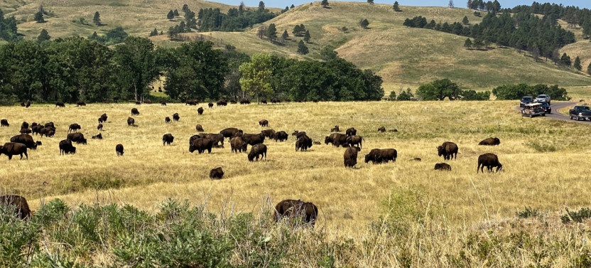 Custer State Park: Self-Guided Drive with Audio Guide