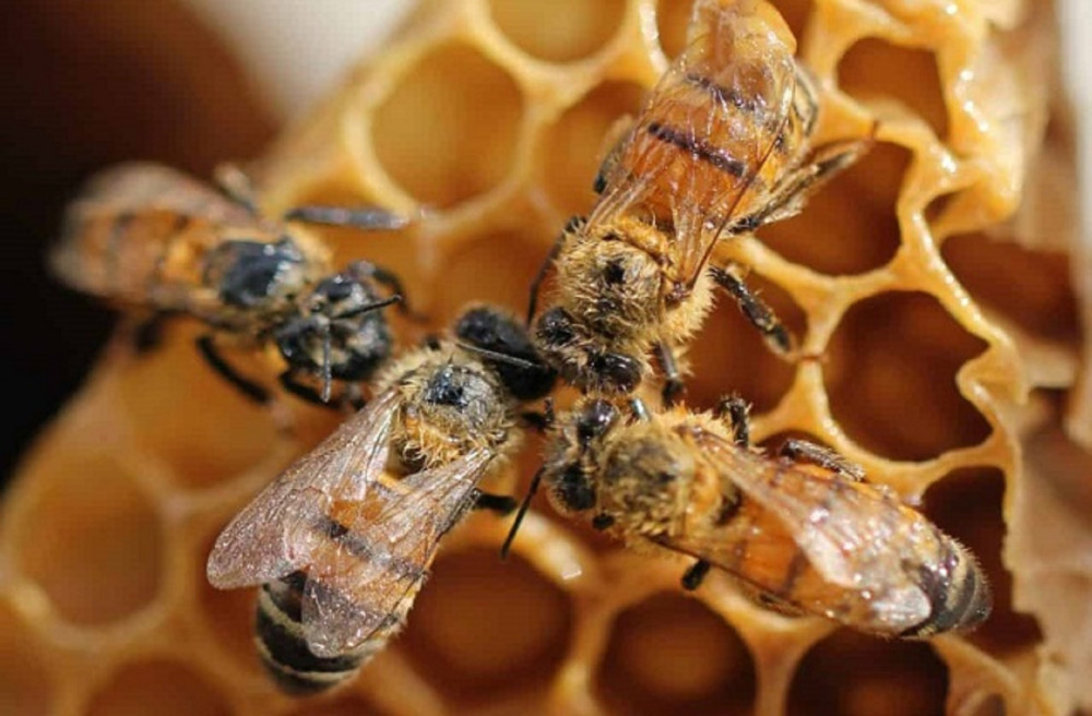 Private Olympia Flavors of Olive Oil, Honey & Wine