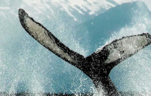 Juneau Lighthouse Tours6