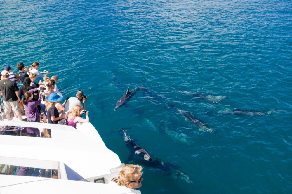 9-Hour Dolphin House Snorkeling Cruise