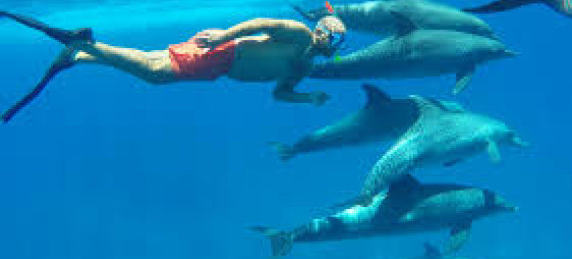 9-Hour Dolphin House Snorkeling Cruise