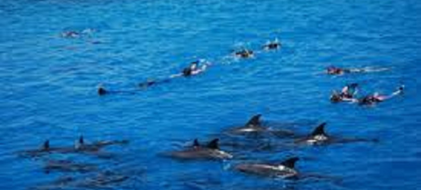 9-Hour Dolphin House Snorkeling Cruise