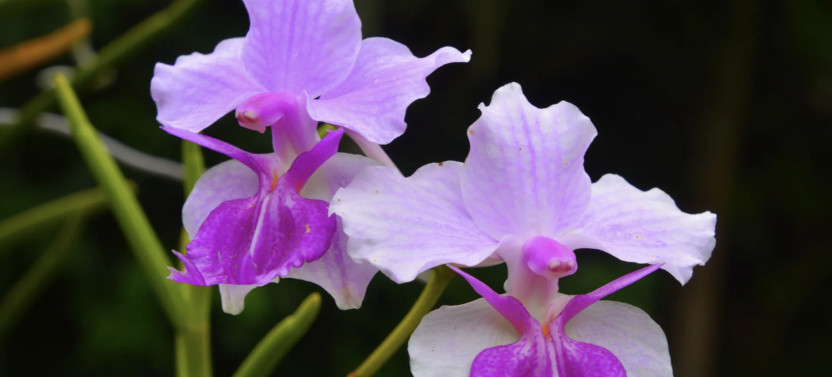 Nadi Cultural and City Tour with Orchid Garden and Village Visit
