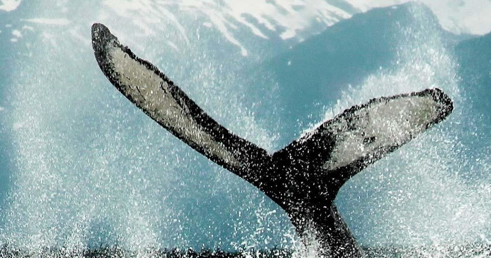 Juneau Lighthouse Tours