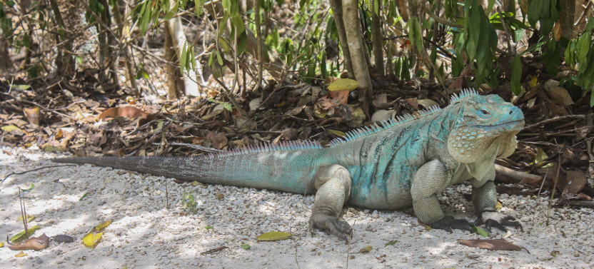 East End Tour of Grand Cayman