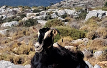 GOCRETESAFARI KAI SIA EE5